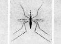 Mosquito malária