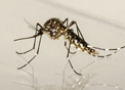 Foto de um mosquito pernilongo