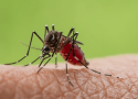 Imagem com fundo verde claro, na parte frontal, um foco em alguma parte do corpo humano e um mosquito aedes aegypti se alimentando do sangue dessa pessoa.