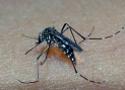 Foto do mosquito Aedes aegypti