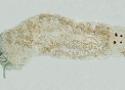 Imagem da espécime de monogenóide Mymarothecium ianwhittingtoni, parasito do peixe pacu 