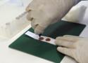 Detalhe de pesquisador colhendo amostras de sangue seco em uma lâmina