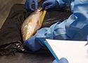 Especialistas analisam peixe parasitado por helmintos