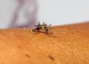 Mosquito Aedes aegypti pousado em braço humano