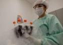 Imagem de homem em laboratório segurando material genético congelado