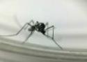 Haemagogus mosquitoes (photo: Jousé Damacena)