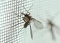 Mosquitos transmissor da leishmaniose na armadilha