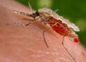 Mosquito ampliado, sobre pele humana