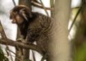 Foto de um mico em cima de uma árvore