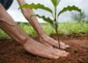 A imagem apresenta as mãos de uma pessoa em contato com a terra e grama ao fundo, plantando uma muda de árvore.