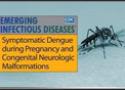 Aedes aegypti ao lado da frase Symptomatic Dengue during Pregnancy and Congenital Neurologic Malformations