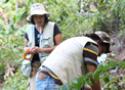 Pesquisadores do IOC captrando mosquitos em Casemiro e Abreu