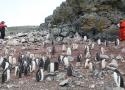 Dezenas de pinguins em solo na Antártica