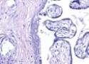 Ilustração de células na placenta