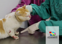 Gato com esporotricose no veterinário