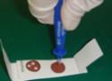 Papel de filtro usado como base para a amostra de sangue seco