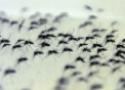 Foto de dezenas de mosquitos de aedes aegypti em uma superfície