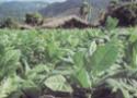 Plantação de tabaco