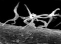 Trypanosoma cruzi visto de microscópio