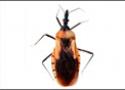 Triatoma pintodiasi, inseto transmissor da doença de Chagas