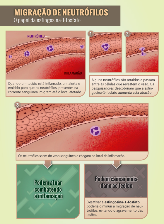 Infográfico sobre o papel da esfingosina-1-fosfato nas infecções