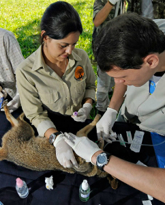 Pesquisadores colhem amostras de uma raposa